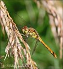 Common Darter